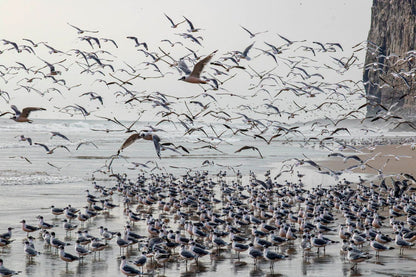 Gaviotas frente al farallon