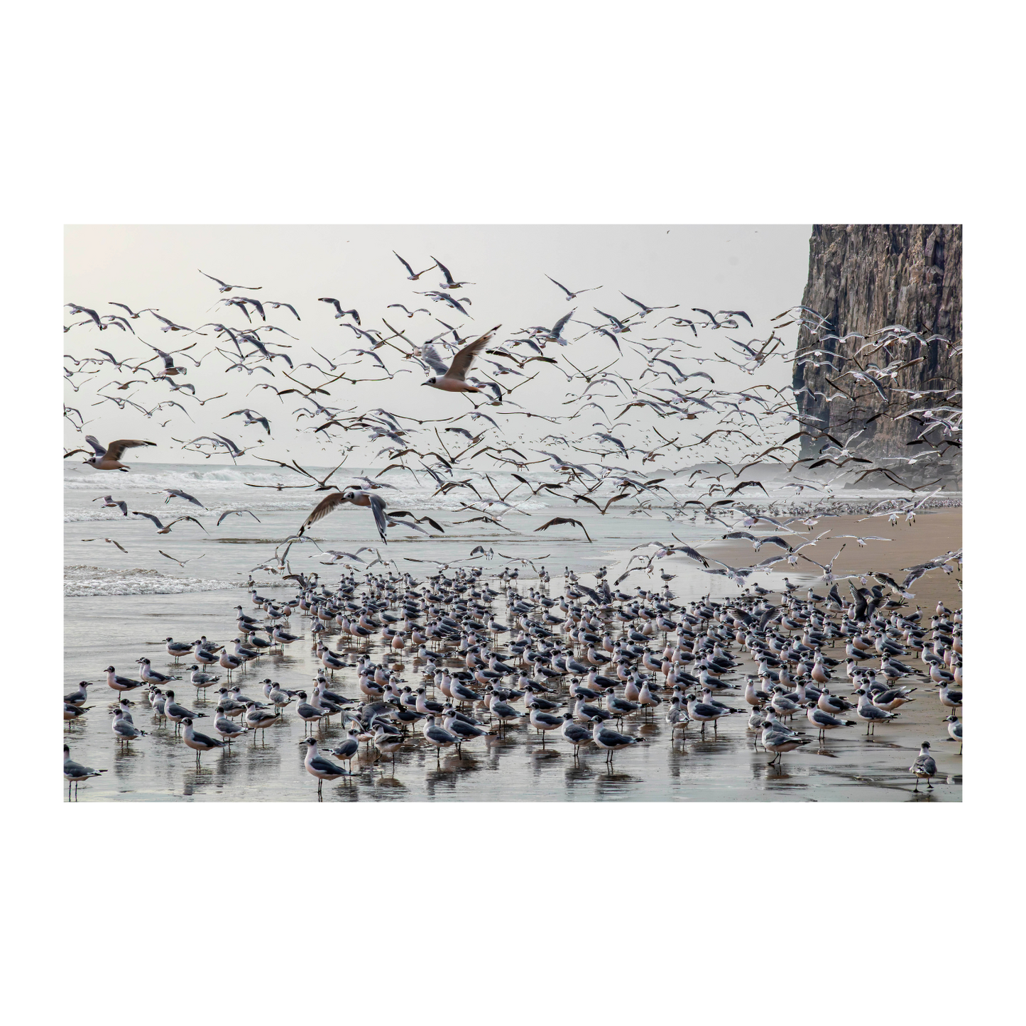 Gaviotas frente al farallon