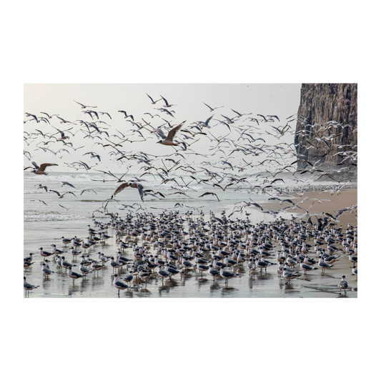 Gaviotas frente al farallon