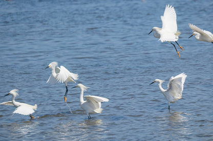 La danza de las garzas