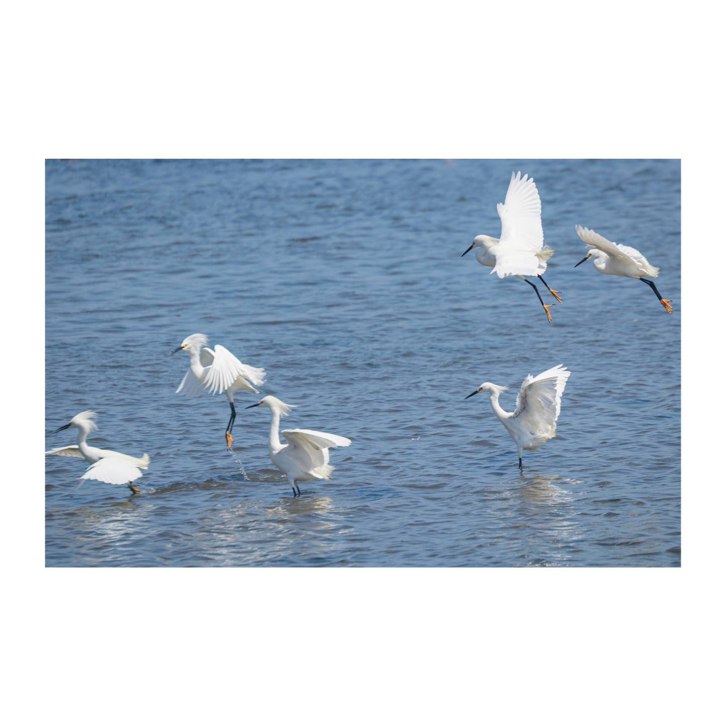 La danza de las garzas