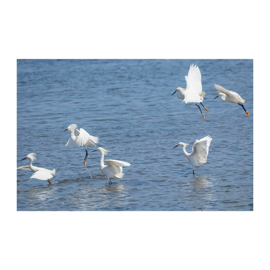La danza de las garzas