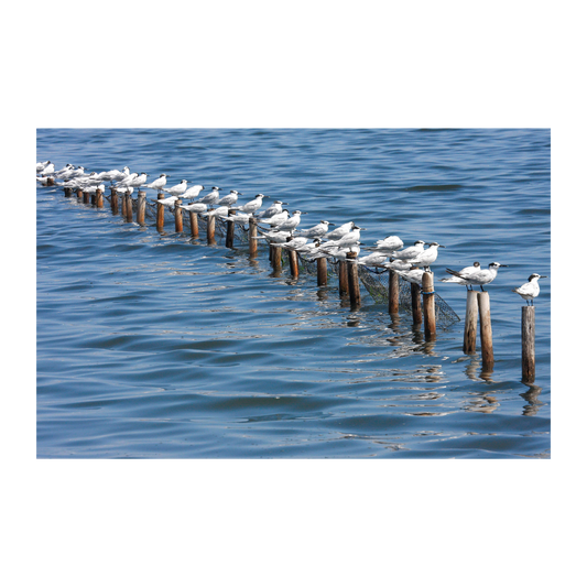 Mirando al horizonte