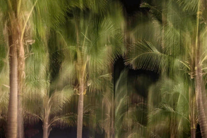 Palmeras nocturnas ICM