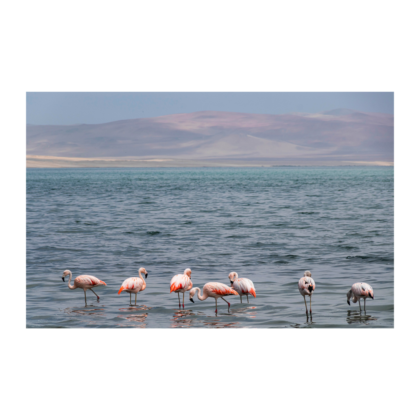 Paracas color pastel