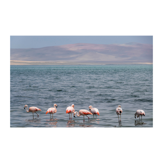 Paracas color pastel