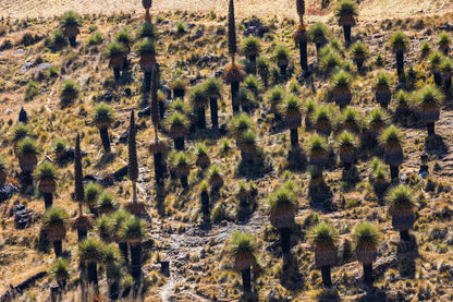 Puyas Raimondi Ayacucho