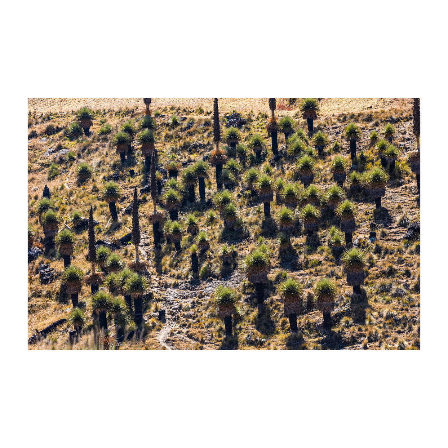 Puyas Raimondi Ayacucho