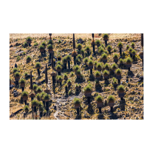 Puyas Raimondi Ayacucho