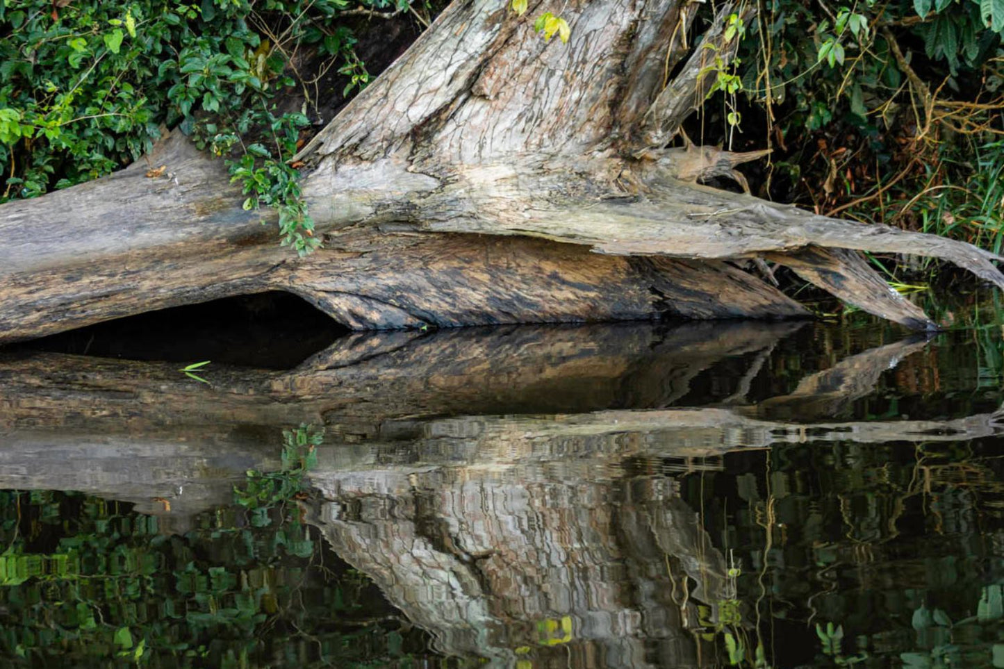 Reflejo árbol Pacaya Samiria