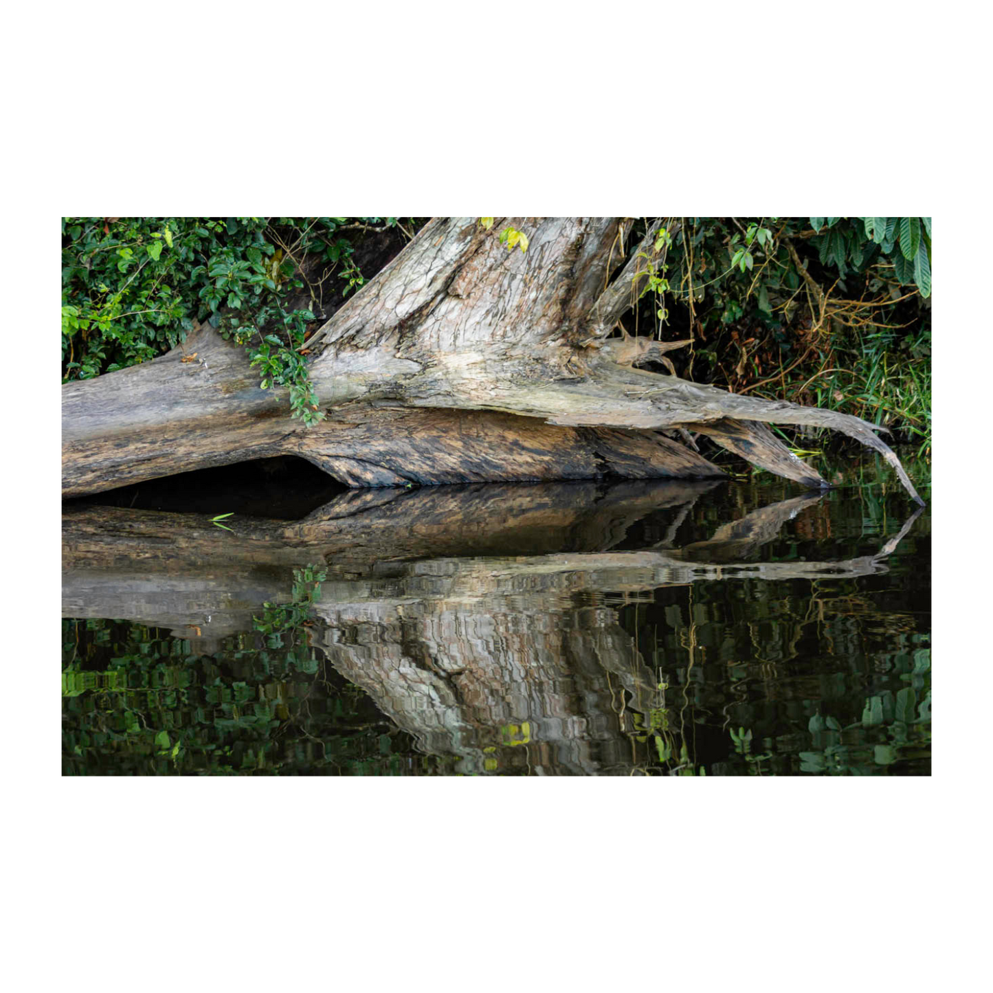 Reflejo árbol Pacaya Samiria