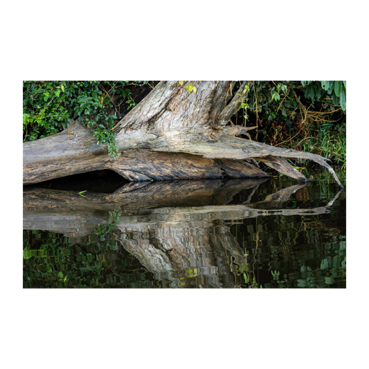 Reflejo árbol Pacaya Samiria
