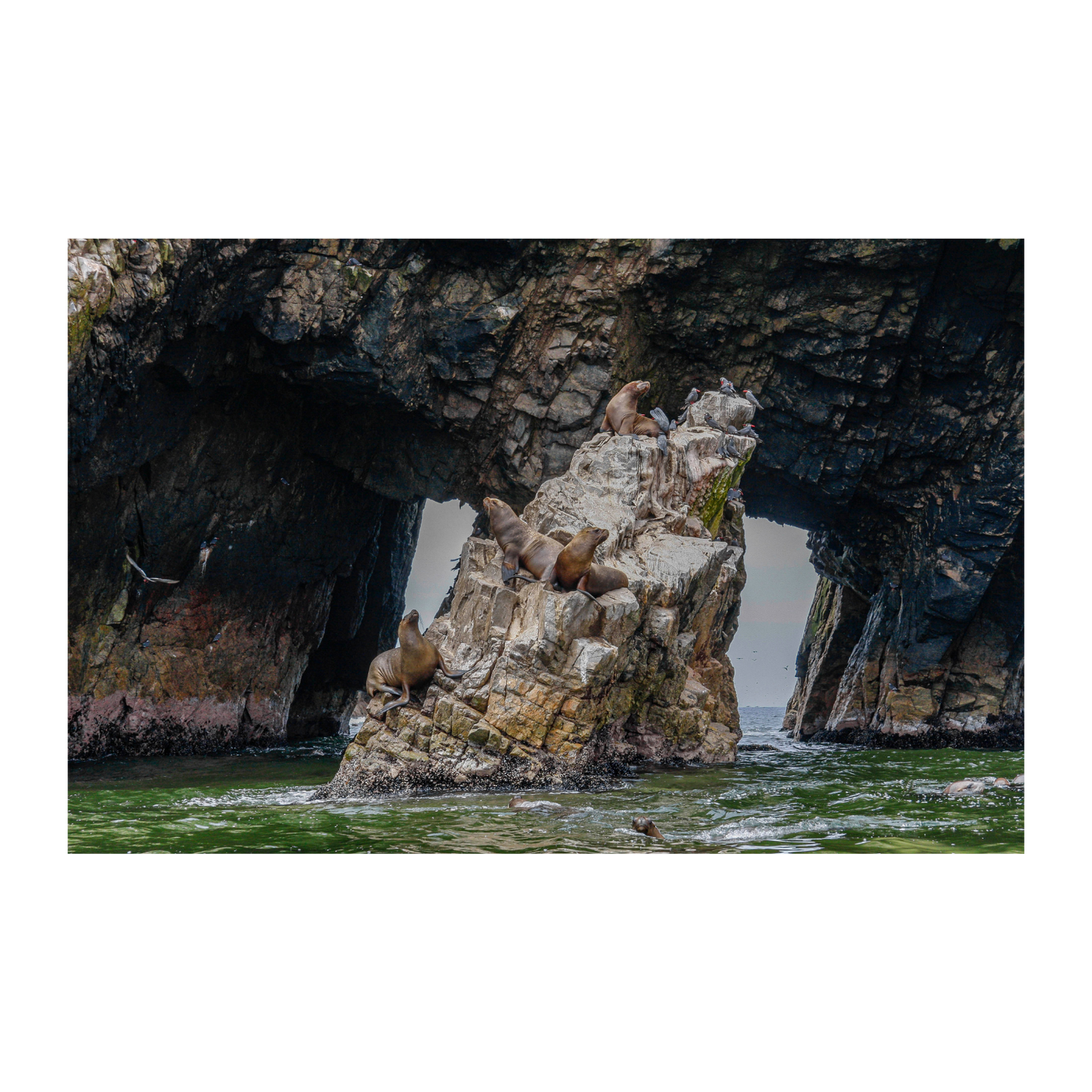 Reserva Nacional Paracas