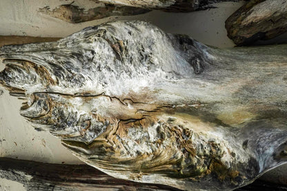 Troncos Rio Tambopata