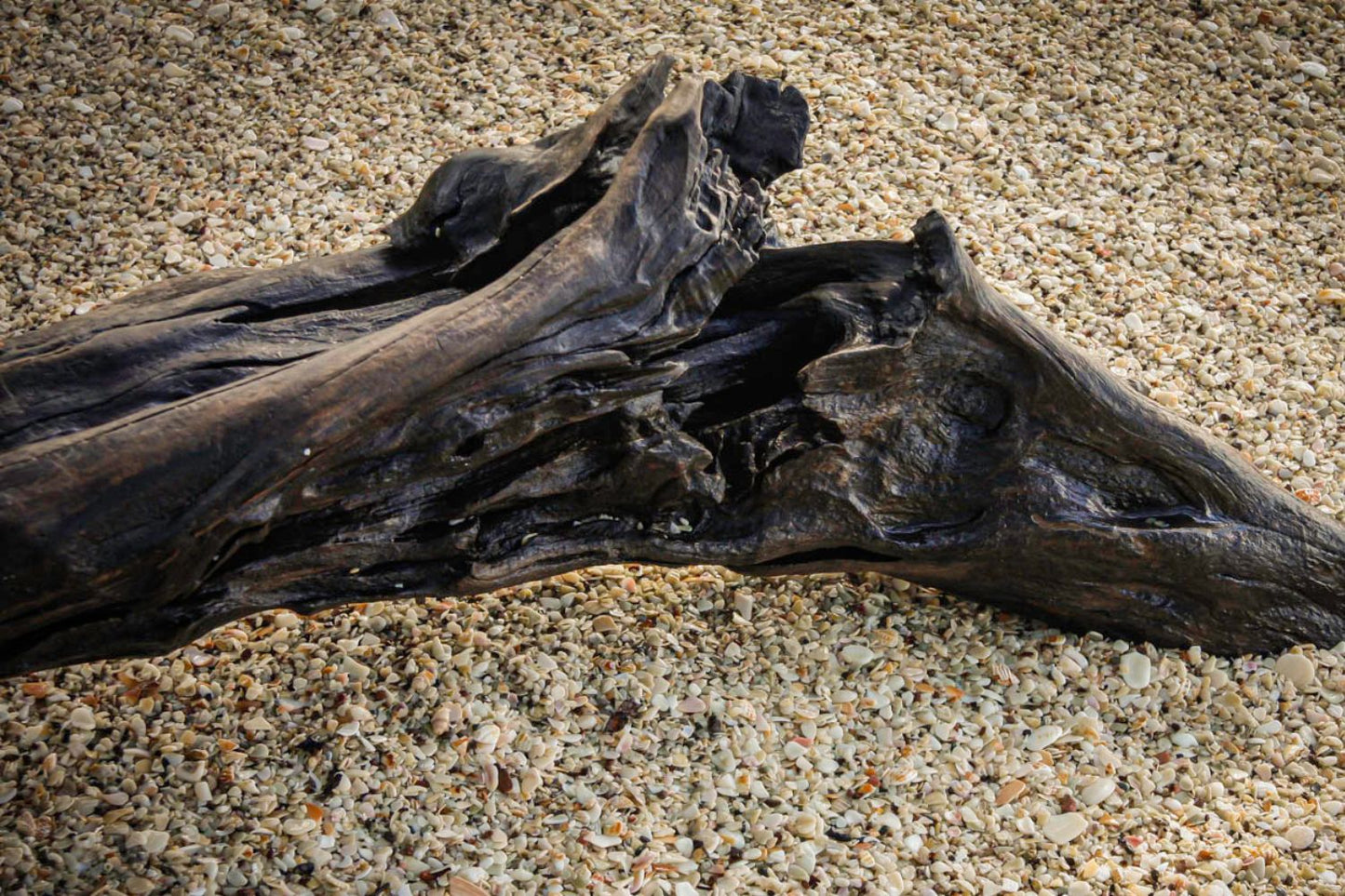 Tronco Playa Conchal