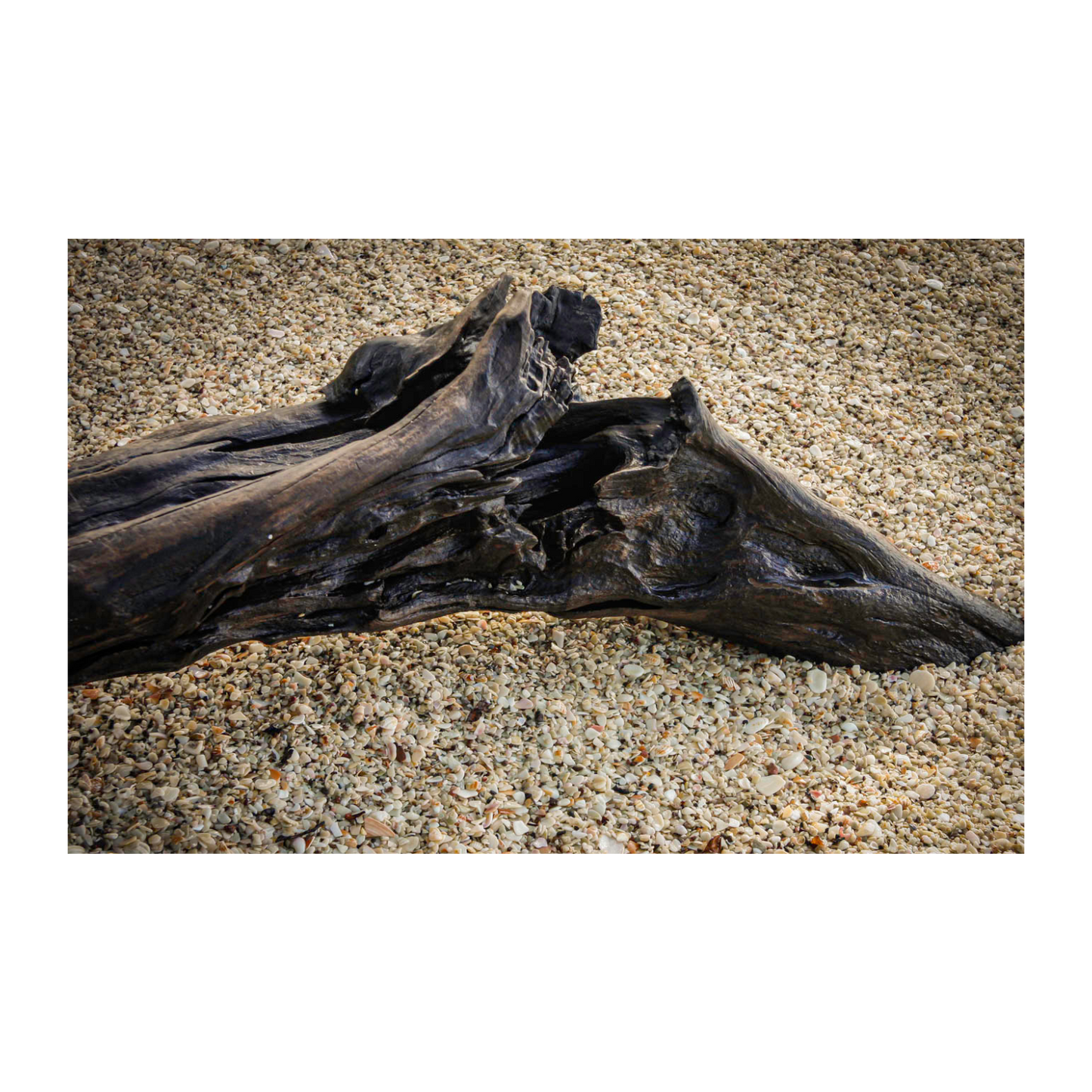 Tronco Playa Conchal