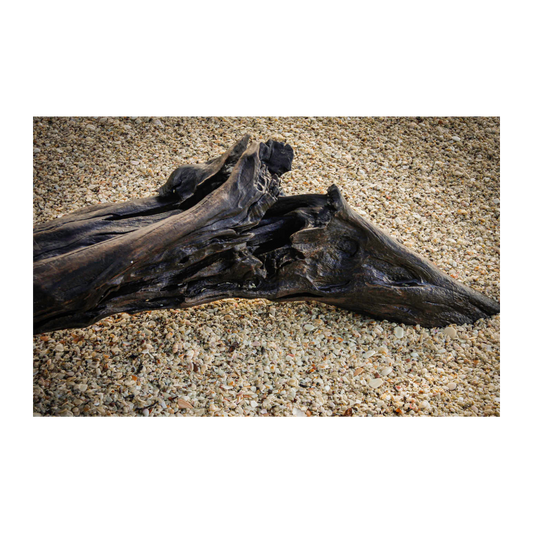 Tronco Playa Conchal