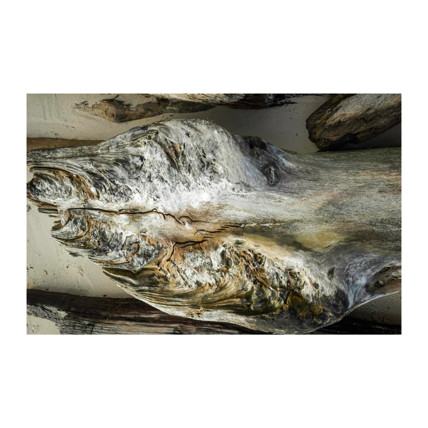 Troncos Rio Tambopata