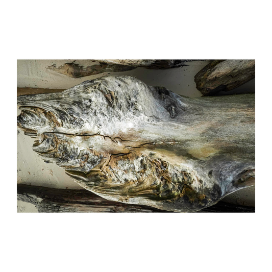 Troncos Rio Tambopata